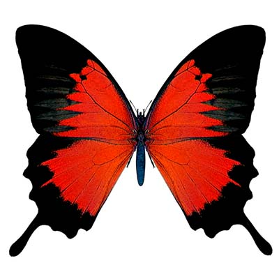 Red And Black Butterfly Design Water Transfer Temporary Tattoo(fake Tattoo) Stickers NO.11076